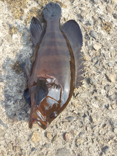 ヤミハタの釣果