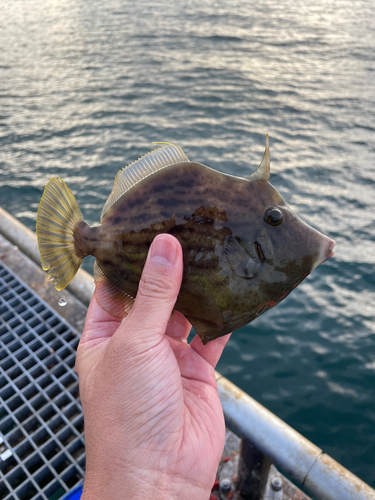 カワハギの釣果