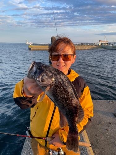 クロソイの釣果