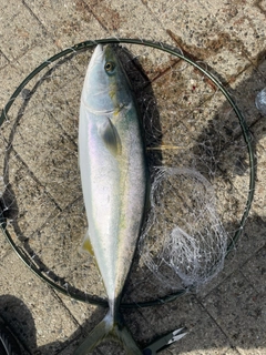 ハマチの釣果