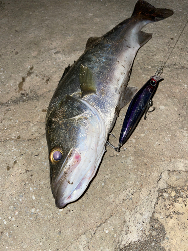 セイゴ（マルスズキ）の釣果