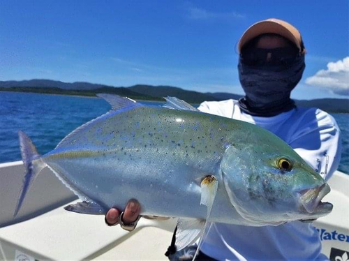 カスミアジの釣果