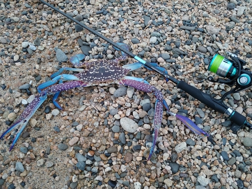 カマスの釣果