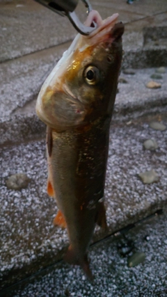 ウグイの釣果