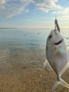 ガーラの釣果