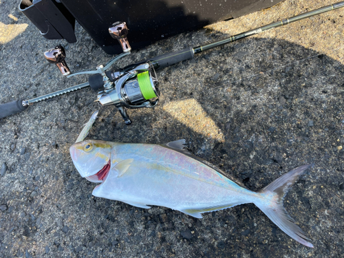 ショゴの釣果