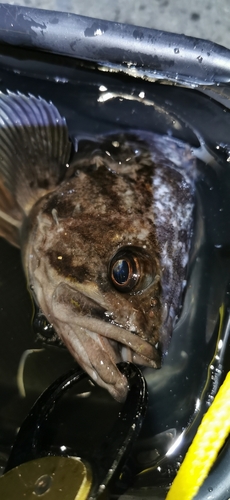 クロソイの釣果