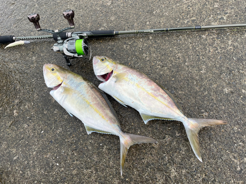 ショゴの釣果