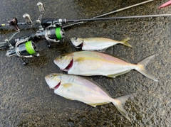 ショゴの釣果