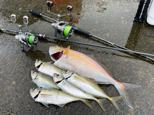 ショゴの釣果