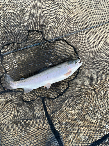 ニジマスの釣果