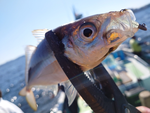 マアジの釣果