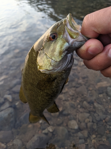 スモールマウスバスの釣果