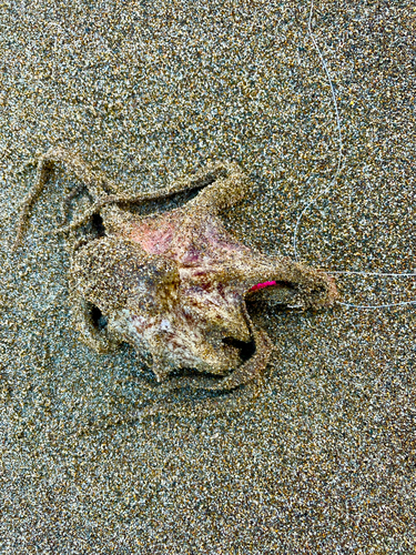 タコの釣果