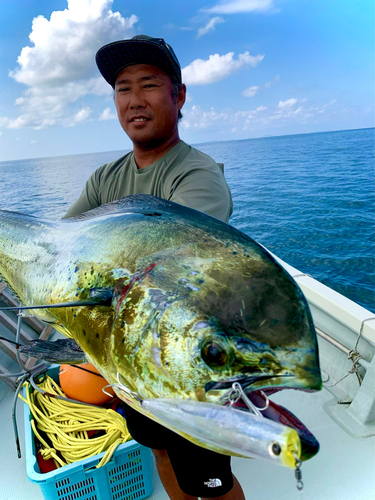 シイラの釣果