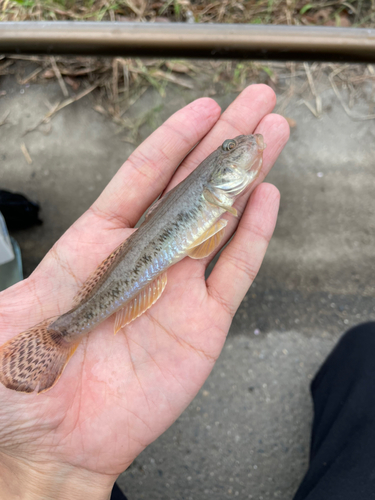 ハゼの釣果