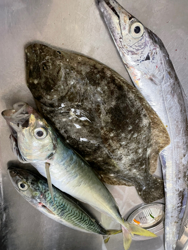 ヒラメの釣果