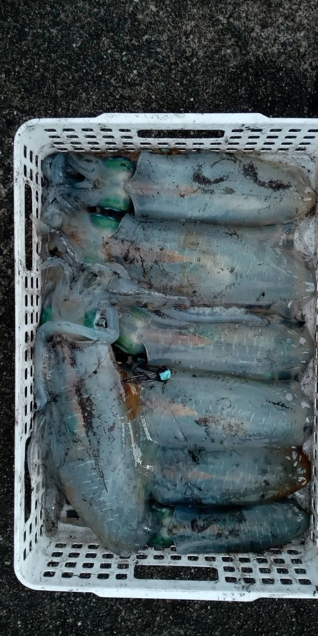 アオリイカハンター　HIROさんの釣果 2枚目の画像