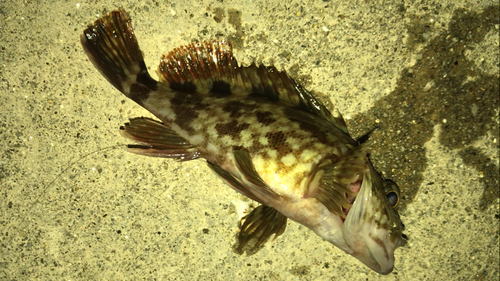 カサゴの釣果