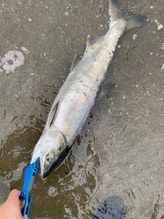 サケの釣果