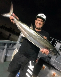 サワラの釣果