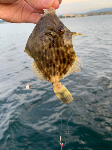 カワハギの釣果