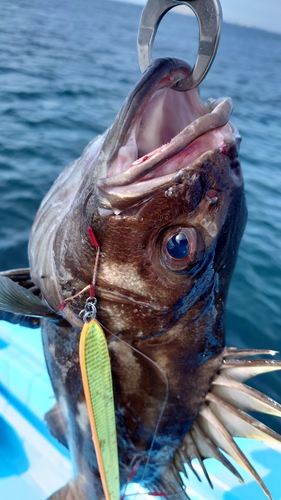 イシナギの釣果