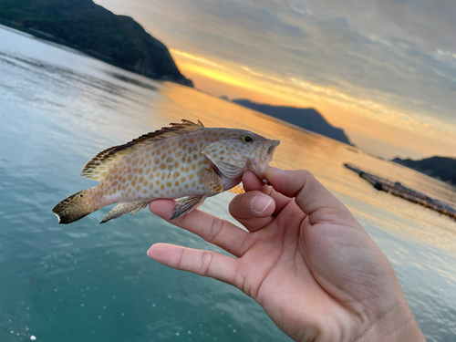 オオモンハタの釣果