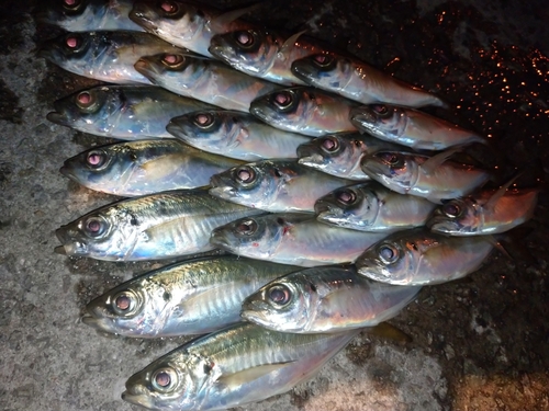 アジの釣果