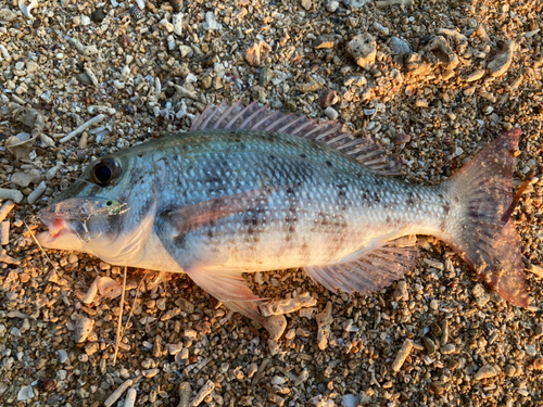 マトフエフキの釣果