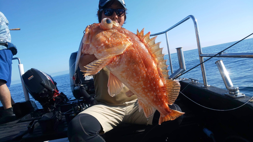 ウッカリカサゴの釣果