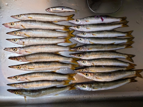 カマスの釣果