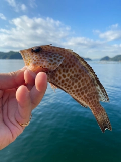 オオモンハタの釣果