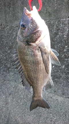 チヌの釣果