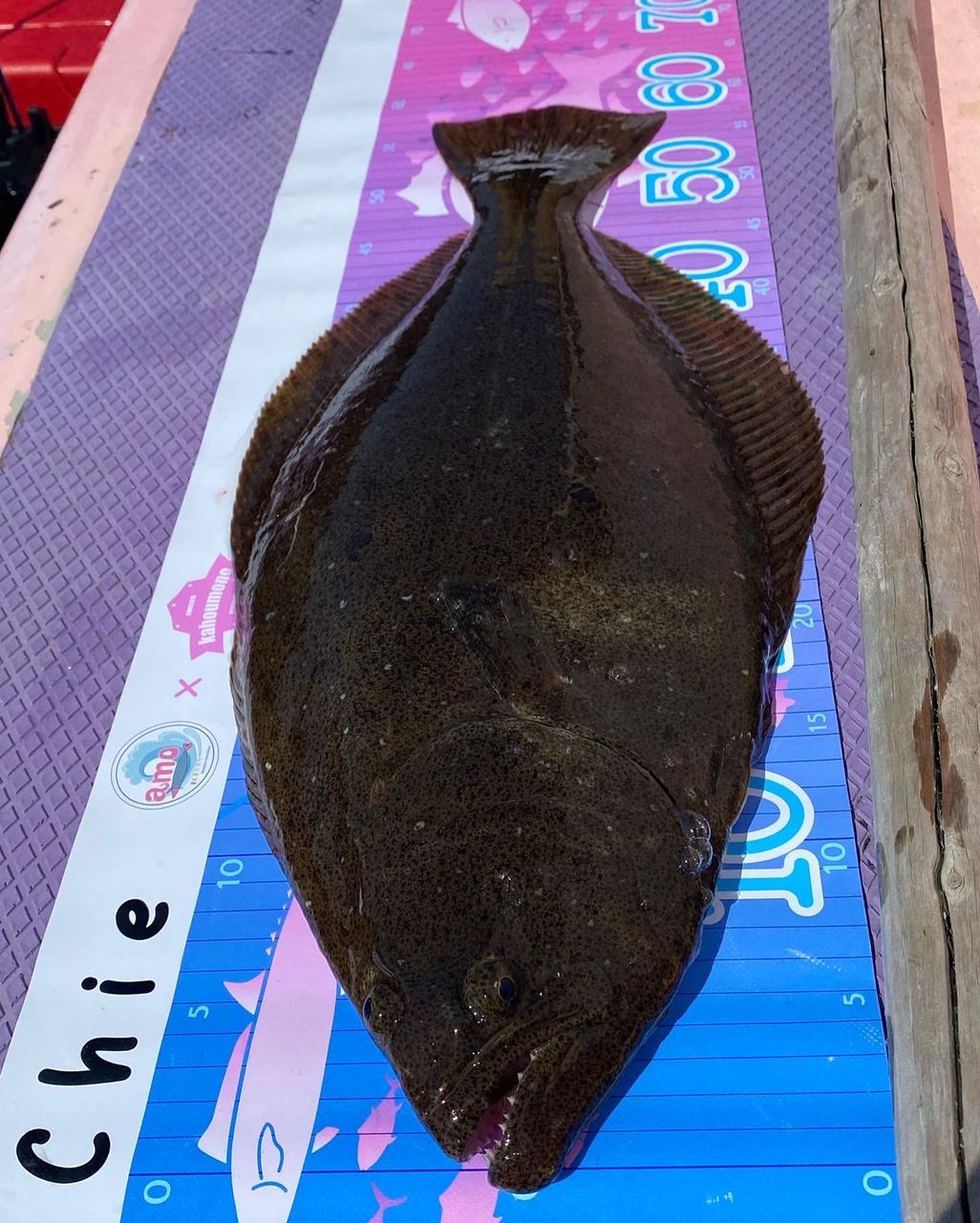 chie 223さんの釣果 2枚目の画像