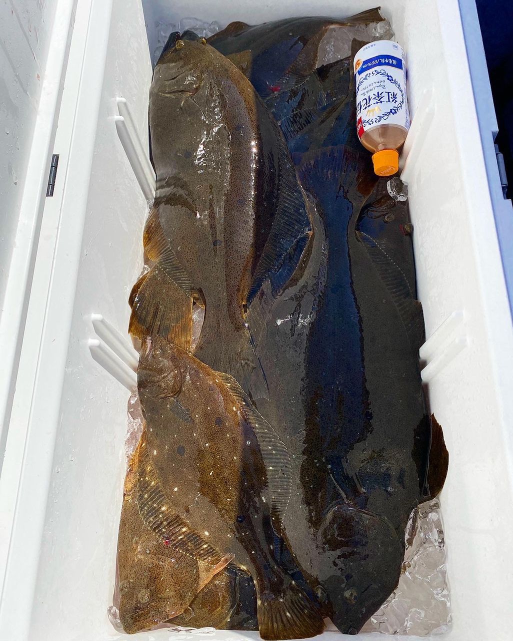 chie 223さんの釣果 3枚目の画像