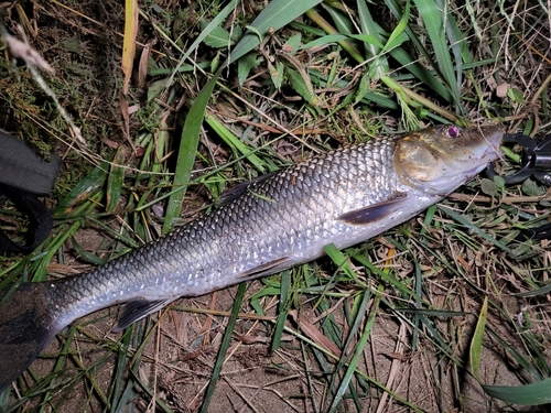 ニゴイの釣果