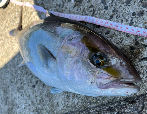 ネリゴの釣果