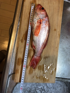 アカムツの釣果