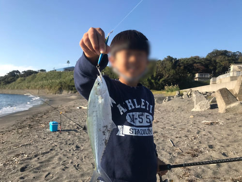 イケカツオの釣果