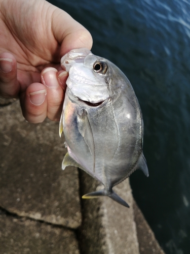 メッキの釣果