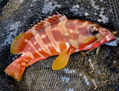 アカハタの釣果