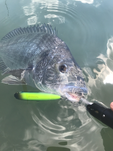 チヌの釣果