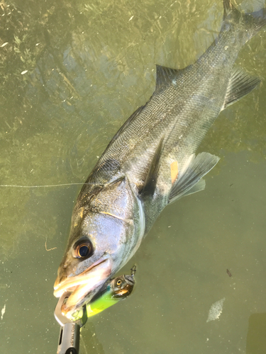 スズキの釣果