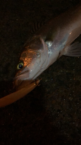 スズキの釣果