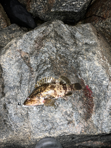 マゴチの釣果