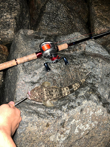 マゴチの釣果