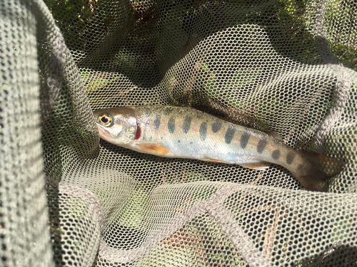 アマゴの釣果