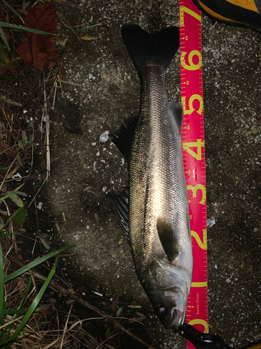 シーバスの釣果