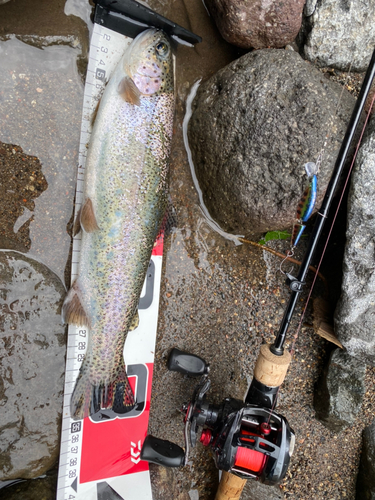 ニジマスの釣果